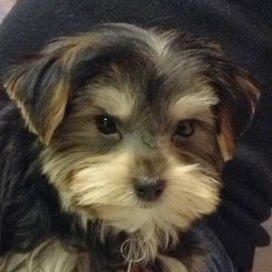 Meet your Posher, Renee